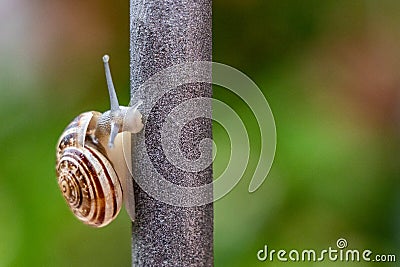 Close up view of a cute garden snail, slowly coming out of its shell. Lovely, brown, fibonacci, spiral, helix pattern. Stock Photo