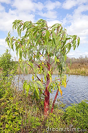 Cornus Alba Baton Rouge Minbat Stock Photo