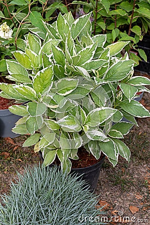 Cornus alba, potted shrub at flower shop Stock Photo