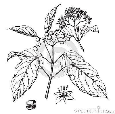 Cornus Baileyi vintage illustration Vector Illustration