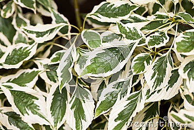 Cornus controversa variegata leaves details Stock Photo