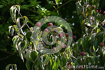 Cornus Kousa Dogwood Fruit and Leaf on branches before harvesting in late september Stock Photo