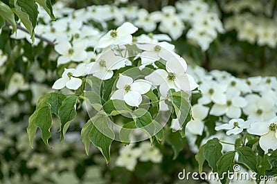 Cornus kousa ornamental and beautiful flowering shrub, bright white flowers with four petals on blooming branches Stock Photo