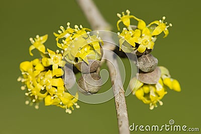 Cornus mas, Cornelian cherry, European cornel, dogwood yellow fl Stock Photo