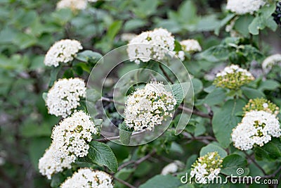 Cornus sanguinea, common dogwood, bloody dogwood white flowers Stock Photo