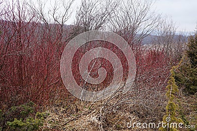 Cornus sanguinea or Midwinter fire plant Stock Photo