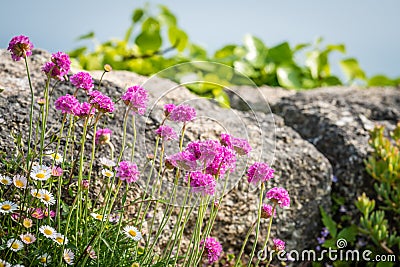 Cornwall flowers called Pink sea thrift Stock Photo