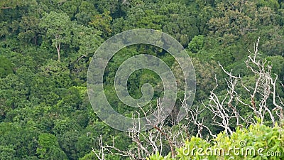 Coroas de árvores verdes exóticas na floresta tropical da chuva no dia ventoso de cima Selva tropical exótica suculenta Lush filme Coroas de árvores verdes exóticas na floresta tropical da chuva no dia ventoso de cima Selva tropical exótica suculenta Lush filme