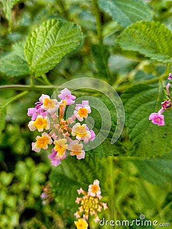 corona flower in the garden Stock Photo