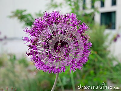 Corona flower - purple beuty Stock Photo