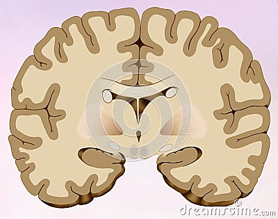 Coronal cut of the human brain in which we can see the brain composed of two halves, one right and one left, in this illustration Cartoon Illustration