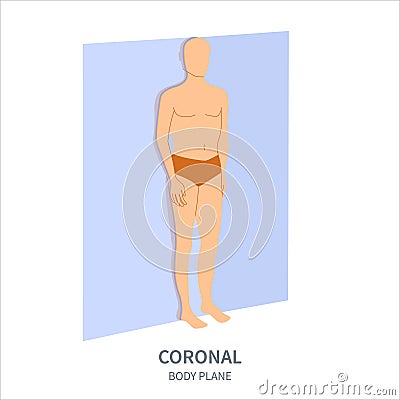 Coronal scanning plane for probe orientation position diagram Vector Illustration