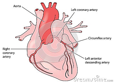 The coronary arteries of the heart Vector Illustration