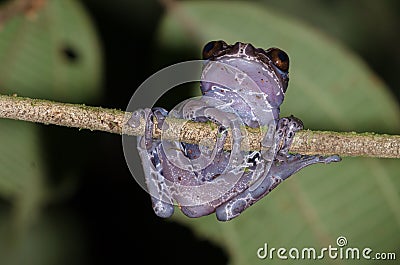 Coronated tree frog Stock Photo