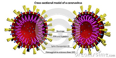 Coronavirus model Stock Photo