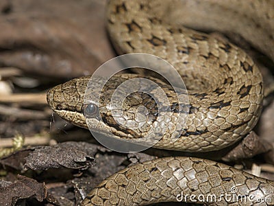 Coronella austriaca - smooth snake Stock Photo