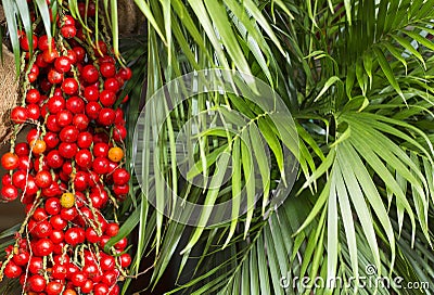 Corozo tropical fruit - Bactris guineensis - Stock Photo