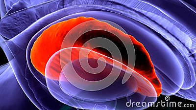 3d illustration of brain corpus callosum anatomy. Stock Photo