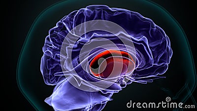 3d illustration of human brain corpus callous anatomy Stock Photo