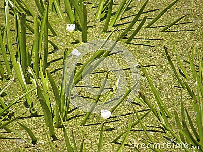 The corpuscle is ordinary or aloe-like. Summer flowers. Stock Photo