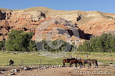 Corraled Horses Wyoming Badlands Ranch Livestock Animals Stock Photo