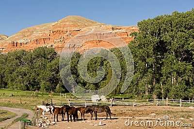 Corralled Horses Wyoming Badlands Ranch Livestock Animals Stock Photo