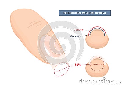 Correct C-curve. Manicure Tutorial. Nail Extension Guide. Tips and Tricks. Vector Vector Illustration