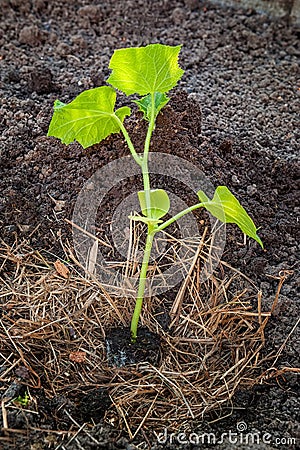 Correct planting of seedlings of cucumber on the environmental garden. City garden. Manual work. Stock Photo