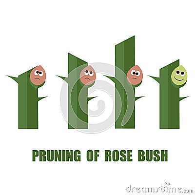 Correct and wrong ways to prune roses Vector Illustration