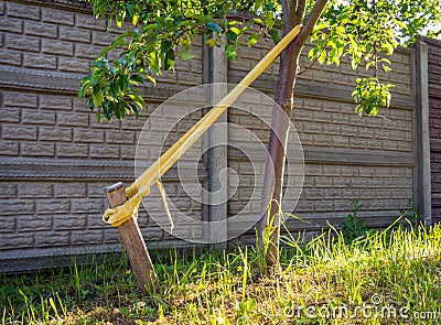 Correcting the inclination of the trunk of a young tree with a peg bandage Stock Photo