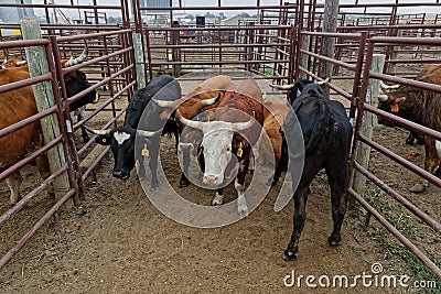 Corriente cattle waiting in the cages Editorial Stock Photo