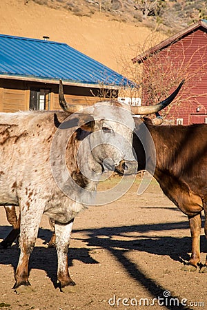 Corriente horned beef in a pasture in Arizona Stock Photo