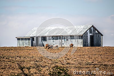 Corrugated iron hut at midday Stock Photo