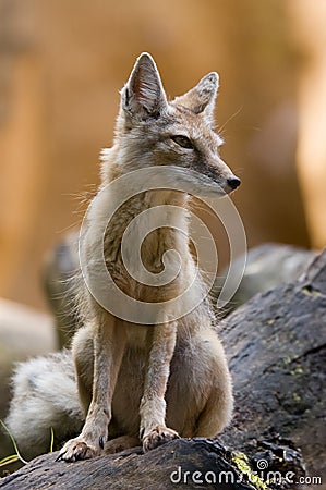 Corsac fox Stock Photo