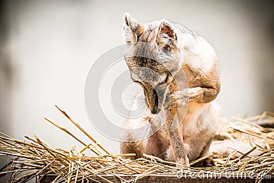 Corsac fox, vulpes corsac Stock Photo