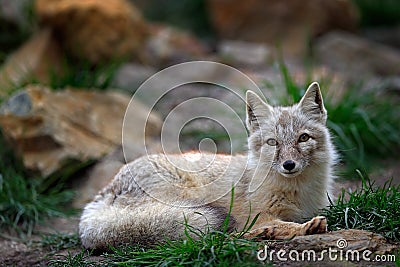 Corsac Fox, Vulpes corsac, in the nature stone mountain habitat, found in steppes, semi-deserts and deserts in Central Asia Stock Photo