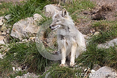 Corsac fox, Vulpes corsac is shrewd fox Stock Photo