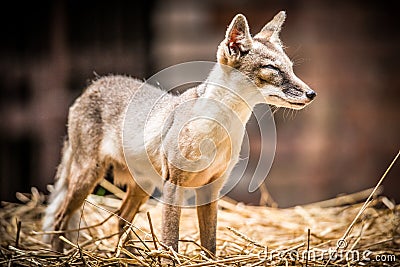 Corsac fox, vulpes corsac Stock Photo