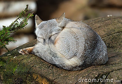 Corsac fox Vulpes corsac sleeping on the log Stock Photo