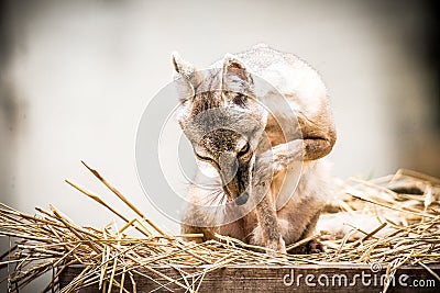 Corsac fox, vulpes corsac Stock Photo