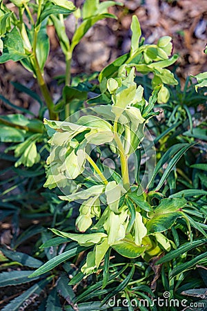 Corsican Hellebore, Helleborus argutifolius Stock Photo