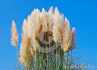 Cortaderia selloana pumila silver yellow plant pampas grass foliage Stock Photo