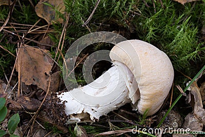 Cortinarius caperatus, gypsy mushroom closeup Stock Photo