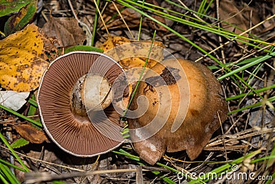 Cortinarius mushroom. Mushroom grows in a dark dense oak forest. Mushroom closeup. Stock Photo