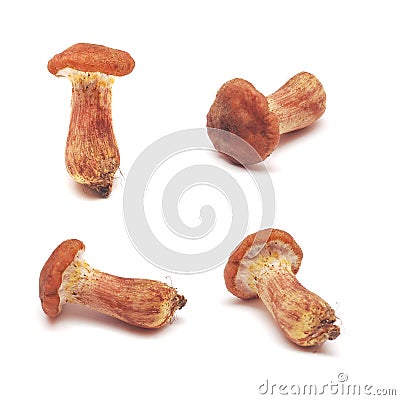 Cortinarius mushroom Stock Photo
