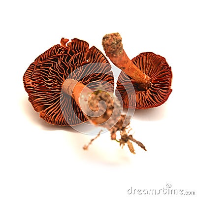 Cortinarius phoeniceus mushroom Stock Photo