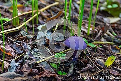 Cortinarius violaceus mushroom on the Trakhtemyriv Peninsula. Ukraine Stock Photo