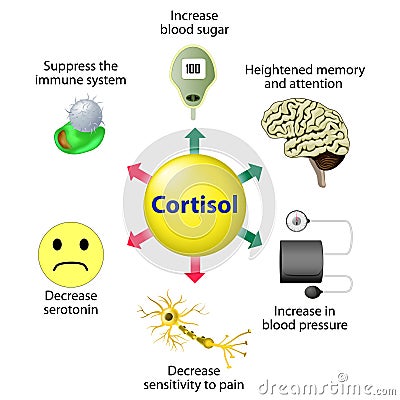 Cortisol Functions Vector Illustration