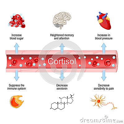 Cortisol. Health effects of hormone adrenal gland Vector Illustration