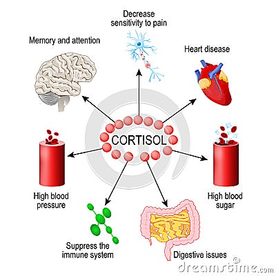 Cortisol hormone. Human endocrine system Vector Illustration